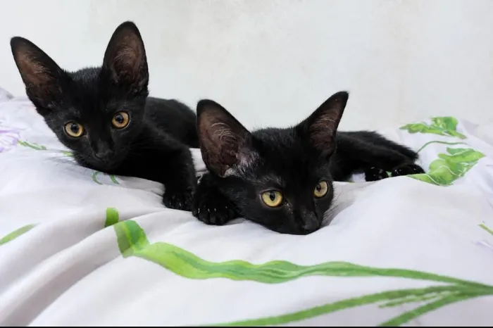Dois gatos preto pra doação