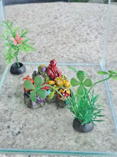 Aquário de vidro com decoração