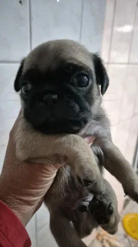 Filhotes pug legítimo