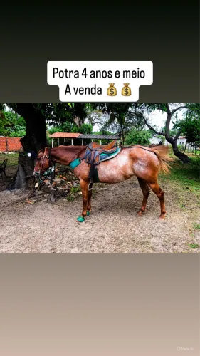 Égua 4 anos e meio a venda 