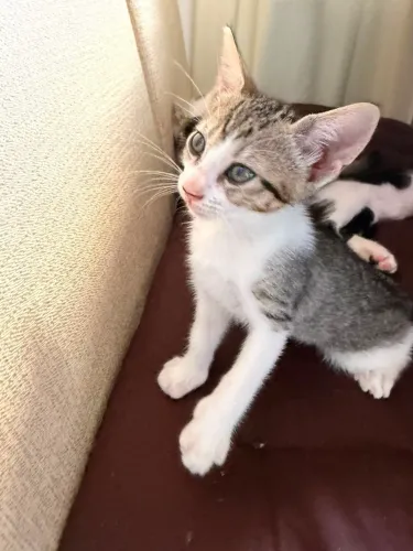 Filhotes resgatados com a mãe 