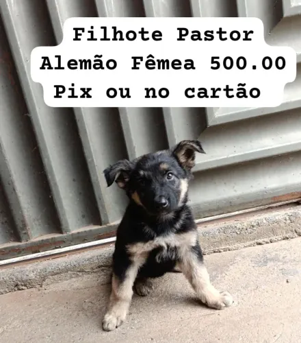 Vende se Filhote Fêmea Pastor Alemão 