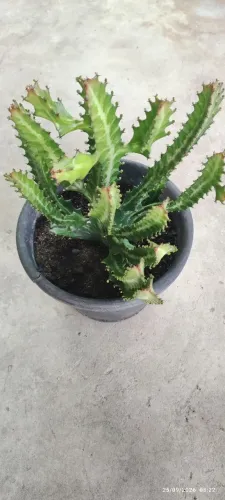 Cacto monstro variados