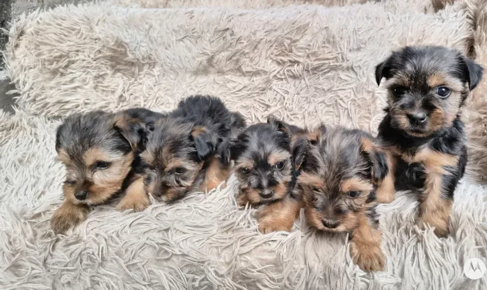 Filhotes de yorkshire terrier