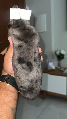pinscher exótico