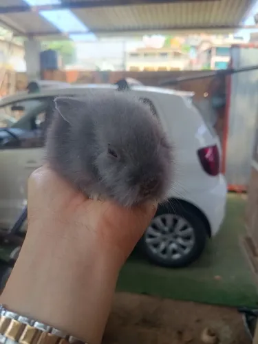 Mini coelho Lion