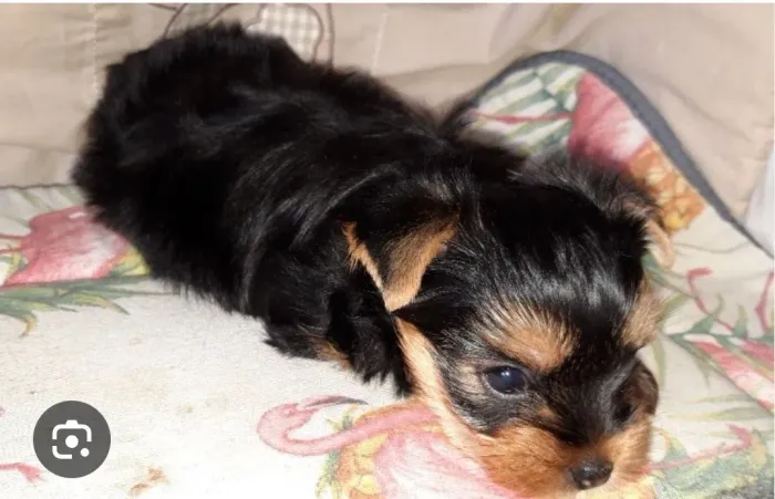 Cachorro 