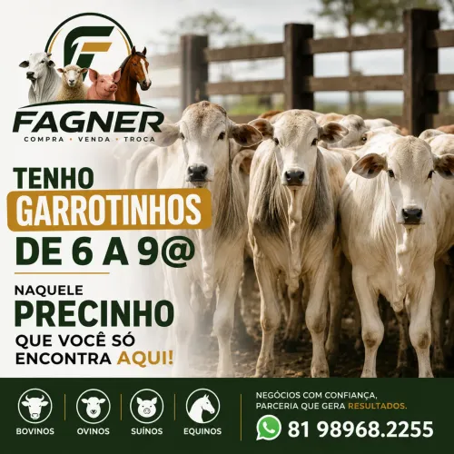 Garrotada machos Nelore !