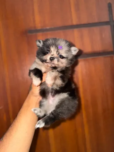 Lulu da Pomerania fêmea merle