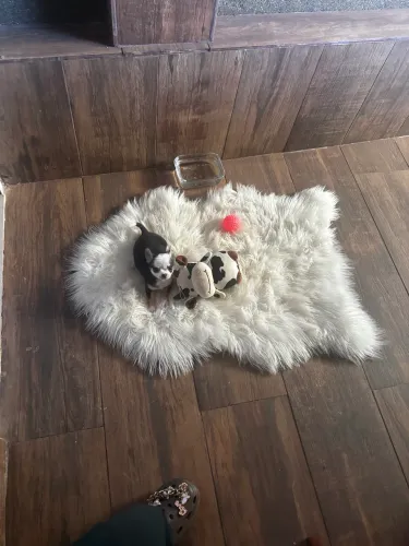 Chihuahua