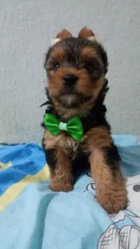 Filhote Yorkshire Terrier, Seja recebido todos os dias com amor incondicional!
