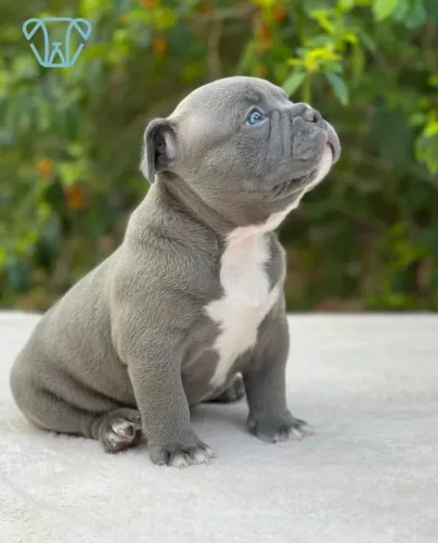 Filhote American Bully Blue