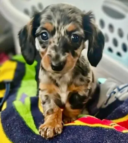 Fêmea mofadinha Teckel com pedigree