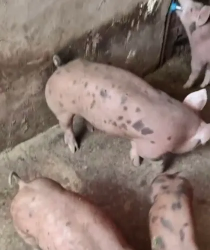 LOTE DE SUINOS/PORCOS PIETRAN