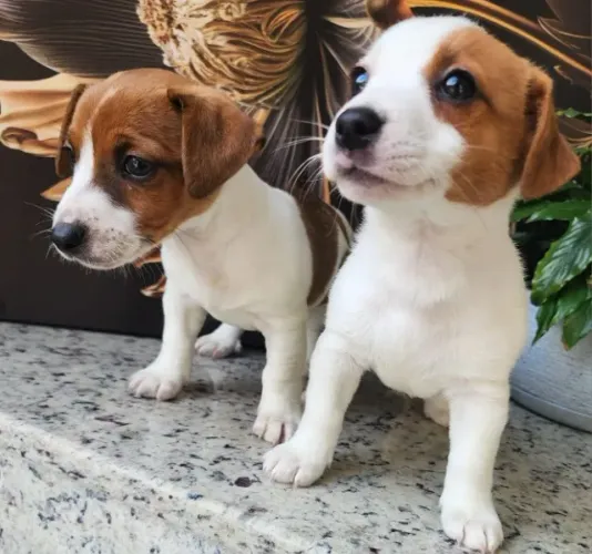 Jack Russel Terrier - Lindos Filhotes Disponíveis.
