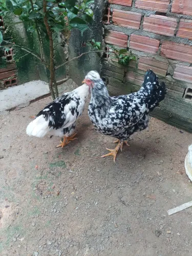 V/ este lindo terno de gsb original