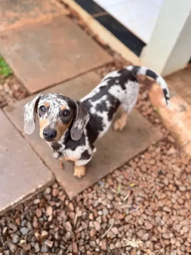 Filhotes de Danchund 
