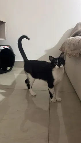 Lina para adoção