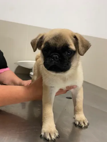 Pug macho 