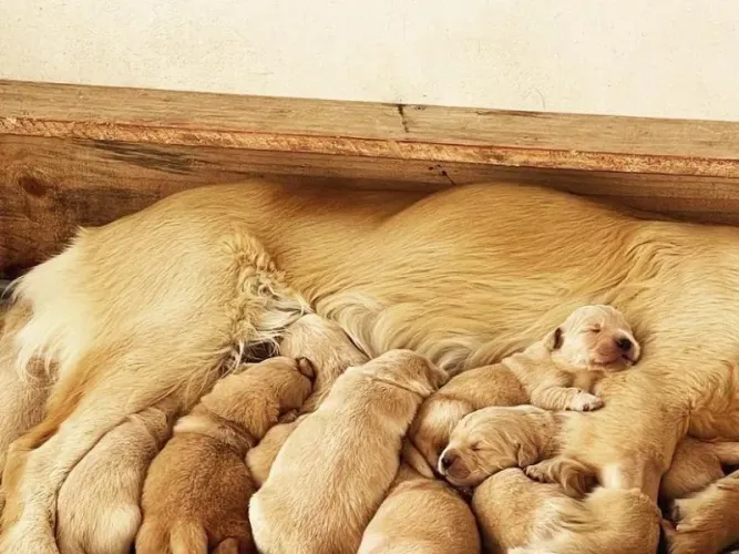 Filhotes de Golden retrevier