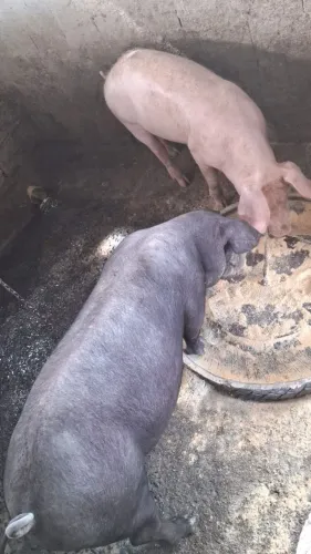 Porcos
