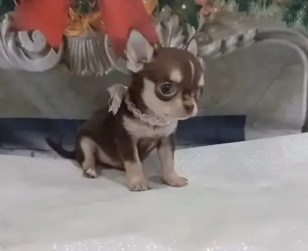 Chihuahua