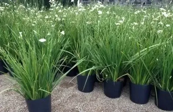 Moreia mudas diversas amarela e branca