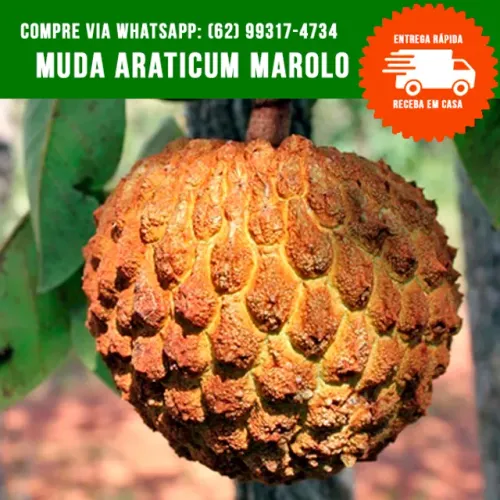 Muda de Araticum Marolo