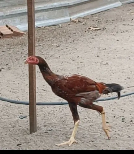 Criatório Nordestino 