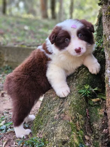 Border Collie | @canil.alesnewworld