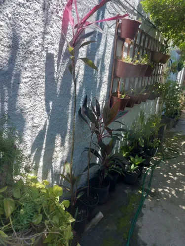 Dracena Cordiline/Peregum-roxo - e outras plantas na d<br>racena Cordiline<br>Dracena Cordiline