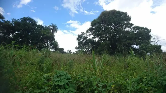 Chácara de 20.000m², terra de plantio com córrego nos fundos.