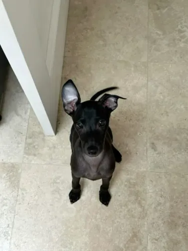 Galgo Italiano Filhotes Fofos na Cor Preto