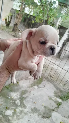 Buldogue Francês 