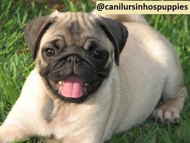 pug somos referencia na criação da raça entrega mediata 