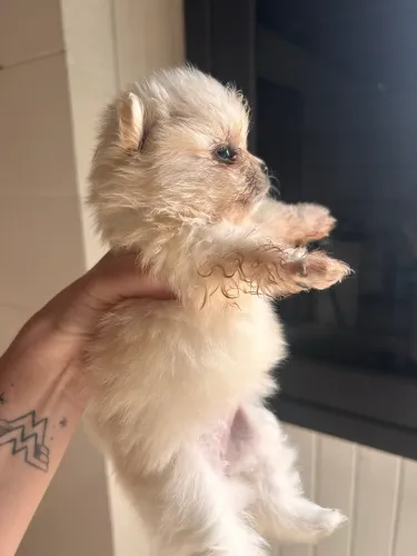 Cachorrinho