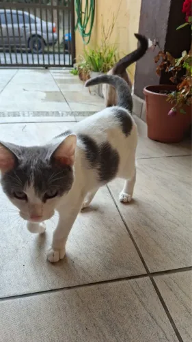 Doa-se gatinhos