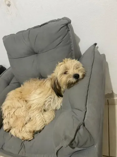 Doa- se cachorro