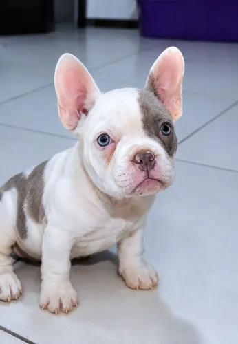 American Bully Fêmea 2 meses Micro