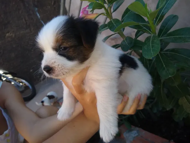 Filhotes mestiços Yorkshire com chihuahua. 
