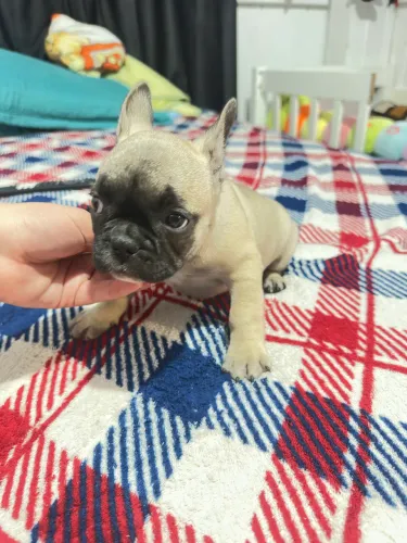 Fêmea buldogue