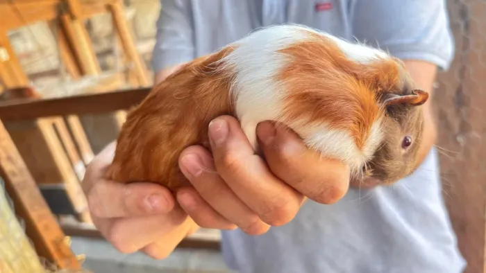 Porquinho da india