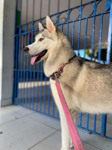 Filhote de Husky