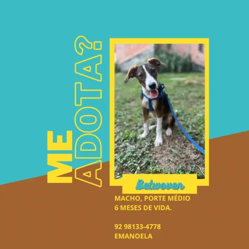 Doguinho em Busca de um Lar. 