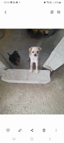 Vende-se pincher