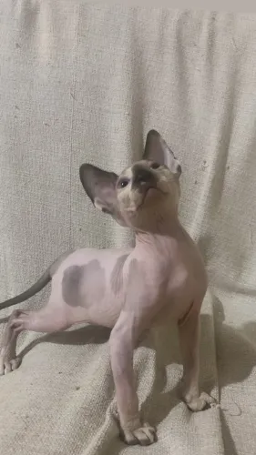 Fêmea sphynx