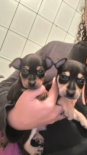 Filhote de pinscher 1