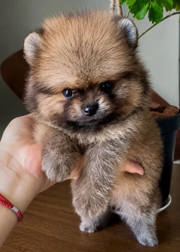 Lulu da pomerânia machinho
