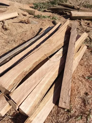 Lasca de eucalipto branco 