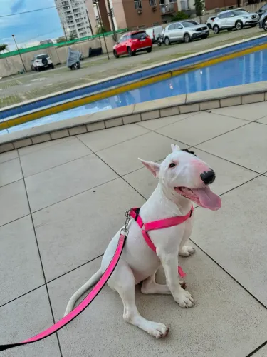 Cachorro bull terrier
